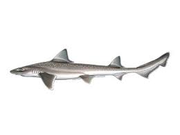 Image result for Mustelus asterias
