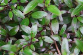 Attēlu rezultāti vaicājumam “Rubiaceae”