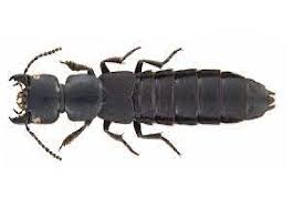 Attēlu rezultāti vaicājumam “Staphylinidae”