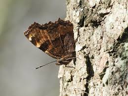Attēlu rezultāti vaicājumam “Nymphalis polychloros underside”