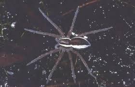 Attēlu rezultāti vaicājumam “Dolomedes fimbriatus”