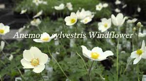 Attēlu rezultāti vaicājumam “Anemone sylvestris bud”