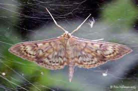 Attēlu rezultāti vaicājumam “Pleuroptya ruralis”