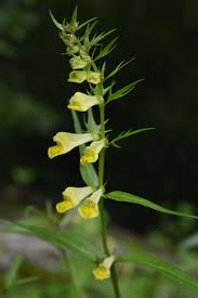 Attēlu rezultāti vaicājumam “Melampyrum pratense”