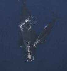 Image result for Eubalaena glacialis