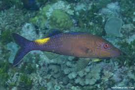 Image result for Parupeneus cyclostomus