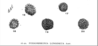 Attēlu rezultāti vaicājumam “Fossombronia wondraczekii spores”