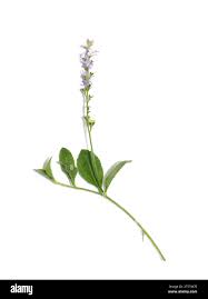 Image result for Veronica officinalis
