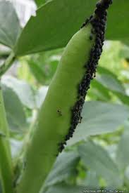 Attēlu rezultāti vaicājumam “Aphis fabae”