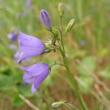 Attēlu rezultāti vaicājumam “Campanula rotundifolia leaf”