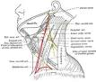 Common carotid artery - Wikipedia, the free encyclopedia