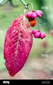 Attēlu rezultāti vaicājumam “Euonymus europaeus”