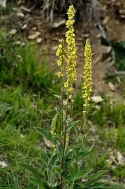 Attēlu rezultāti vaicājumam “Verbascum nigrum flower”