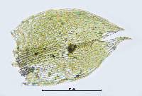 Attēlu rezultāti vaicājumam “Bryum rubens”