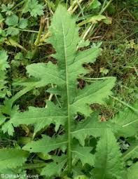 Attēlu rezultāti vaicājumam “Cirsium oleraceum leaf”