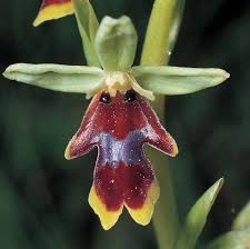 Attēlu rezultāti vaicājumam “Ophrys insectifera flower”