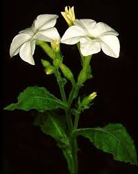 Attēlu rezultāti vaicājumam “Solanaceae”