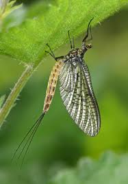 Attēlu rezultāti vaicājumam “Ephemera sp.”