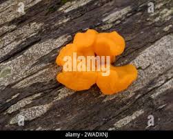 Attēlu rezultāti vaicājumam “Dacrymyces chrysospermus spores”