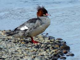 Attēlu rezultāti vaicājumam “Mergus merganser female”