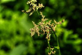 Attēlu rezultāti vaicājumam “Rumex confertus”