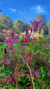 Image result for Tricyrtis `Black Beauty`