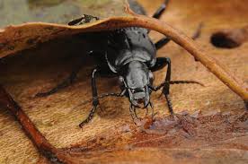 Attēlu rezultāti vaicājumam “Pterostichus niger”