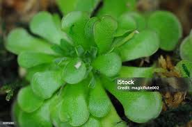 Attēlu rezultāti vaicājumam “Pinguicula vulgaris leaf”