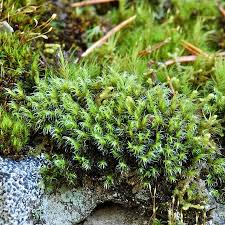 Attēlu rezultāti vaicājumam “Racomitrium heterostichum”