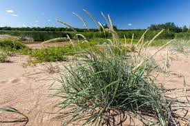 Attēlu rezultāti vaicājumam “Leymus arenarius”