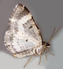 Attēlu rezultāti vaicājumam “Euphyia unangulata”