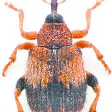 Attēlu rezultāti vaicājumam “Rhynchaenus lonicerae”