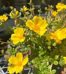 Attēlu rezultāti vaicājumam “Portulaca oleracea flower”