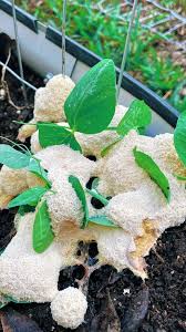 Attēlu rezultāti vaicājumam “Fuligo cinerea”