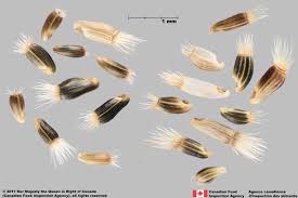 Attēlu rezultāti vaicājumam “Centaurea stoebe”