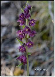 Attēlu rezultāti vaicājumam “Epipactis atrorubens”