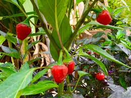 Afbeeldingsresultaat voor Szegedi 80 hot pepper