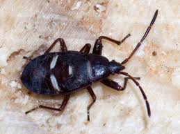 Attēlu rezultāti vaicājumam “Gastrodes grossipes”