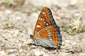 Attēlu rezultāti vaicājumam “Limenitis populi upperside”