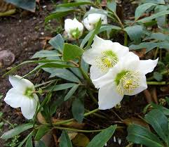 Attēlu rezultāti vaicājumam “Helleborus niger flower”