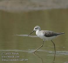 Attēlu rezultāti vaicājumam “Tringa stagnatilis adult”