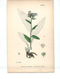 Attēlu rezultāti vaicājumam “Pulmonaria angustifolia”