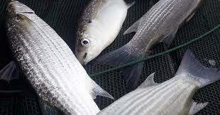 Image result for Chelon tricuspidens