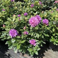 Attēlu rezultāti vaicājumam “Rhododendron catawbiense”