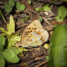 Attēlu rezultāti vaicājumam “Argynnis adippe male”