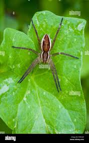 Attēlu rezultāti vaicājumam “Dolomedes fimbriatus”