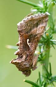 Attēlu rezultāti vaicājumam “Autographa gamma”