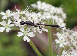 Attēlu rezultāti vaicājumam “Gasteruption jaculator imago”