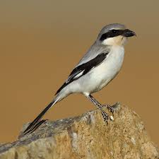 Attēlu rezultāti vaicājumam “Lanius excubitor adult”