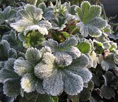 Image result for Frauenmantel